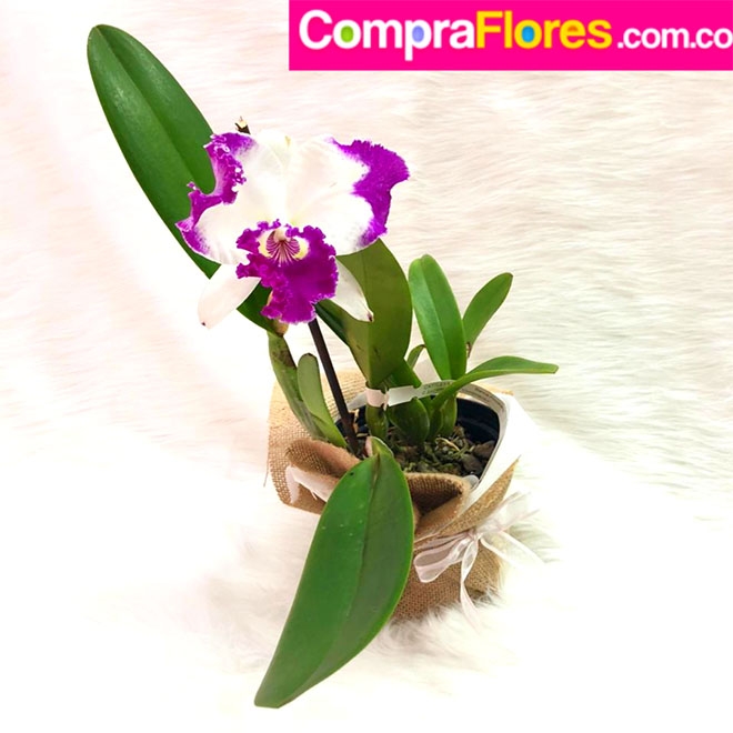 CompraFlores floristeria en cali colombia