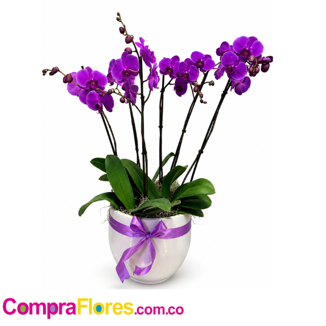 Orquideas Phalaenopsis 6 varas Morada