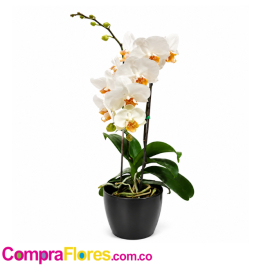 Orquidea Phalaenopsis, vivero