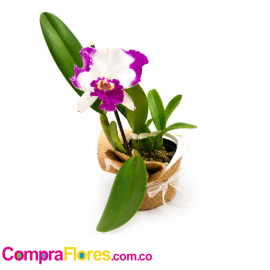 Orquidea Cattleya