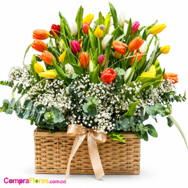 Canasta Premium: 36 Tulipanes Multicolor y Eucalipto - Cali