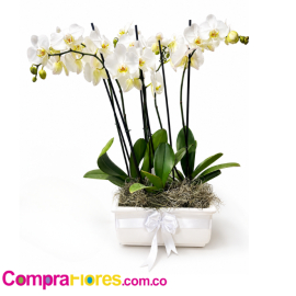 Orquidea 4 Varas Blancas