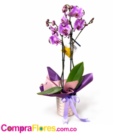 Orquidea Morada Phalaenopsis para regalar