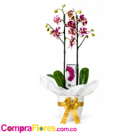 Orquídea Phalaenopsis Harlequin
